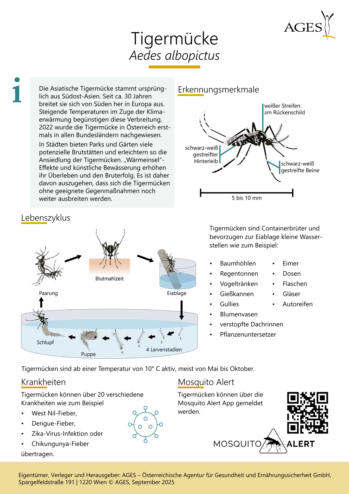 Tigermücke Infoblatt