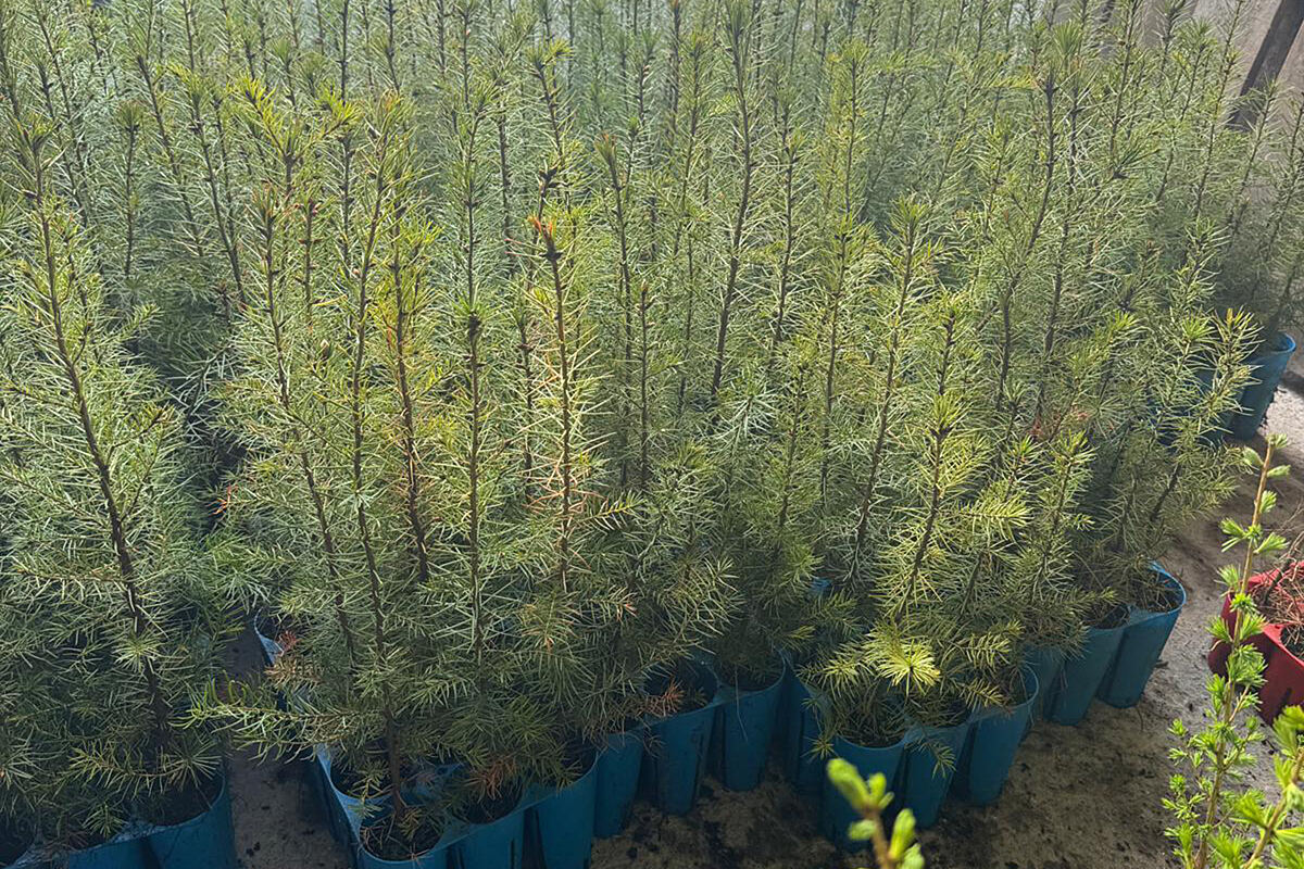 260507_Klimafitter Wald_Stadt Innsbruck