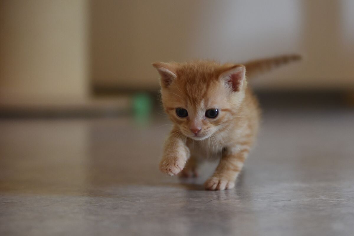 260617_babykatze_tierheim_UI