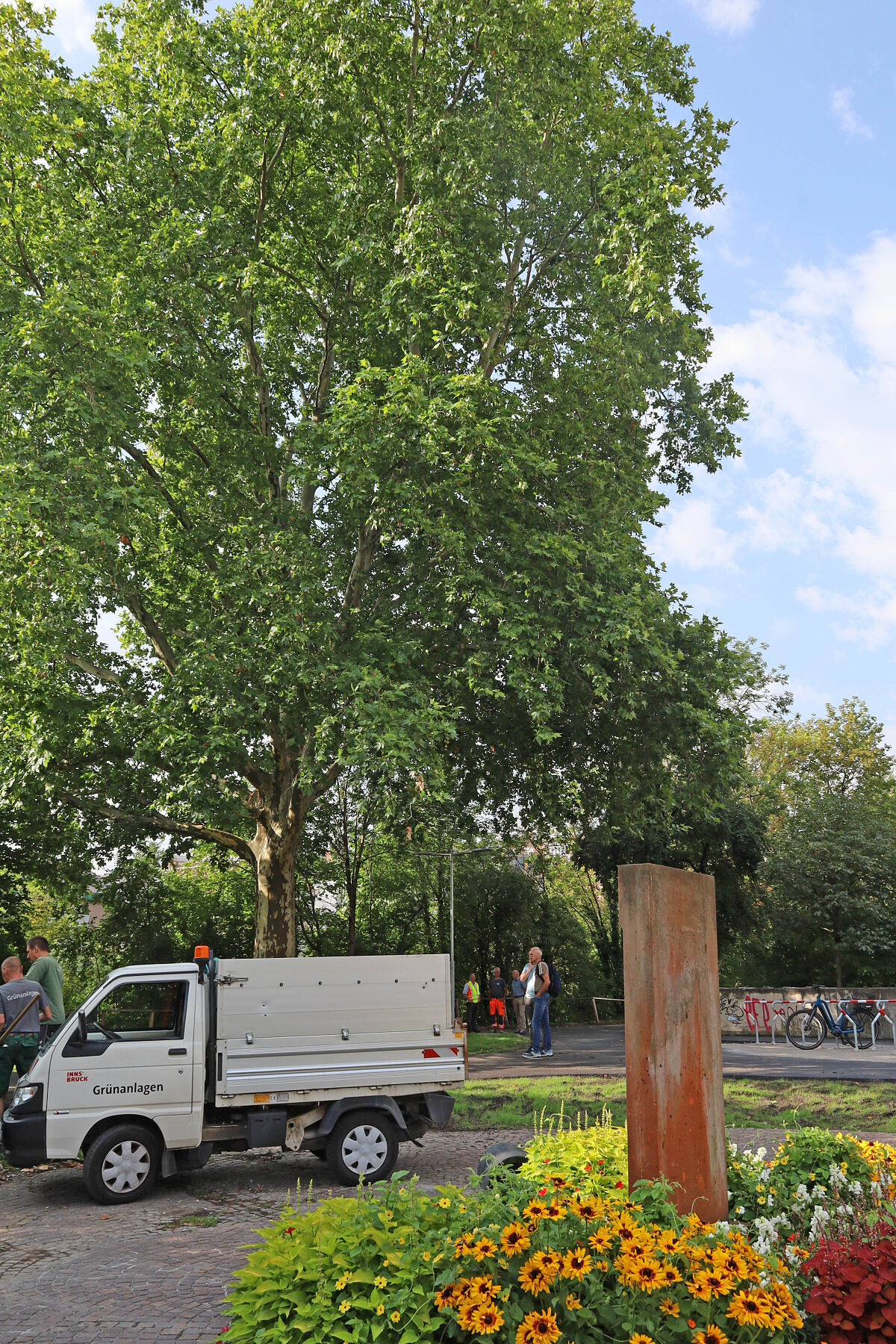 260720_Radweg_Mariahilf_Platane_hoch_AS