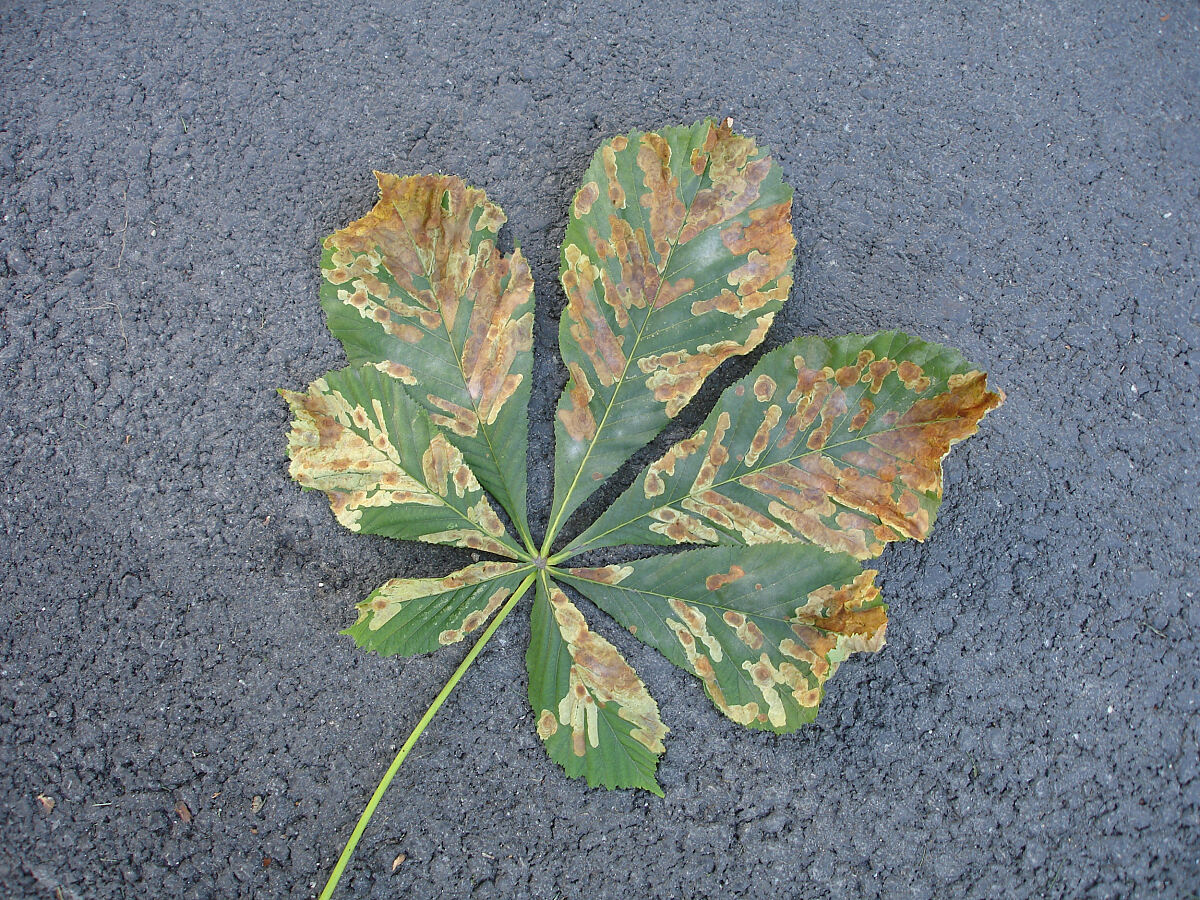 280415_minimiermottenbefall_vl