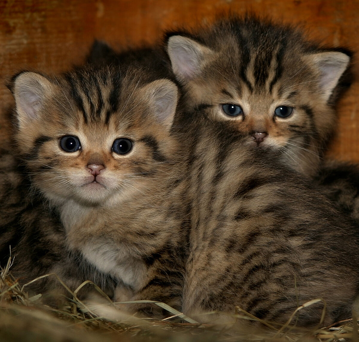 100915_wildkatzenalpenzoo-c-riedl