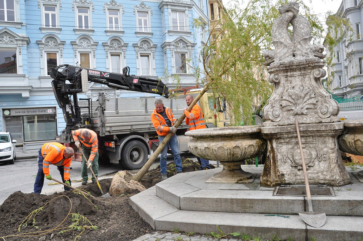 270416_trauerweide1_saku