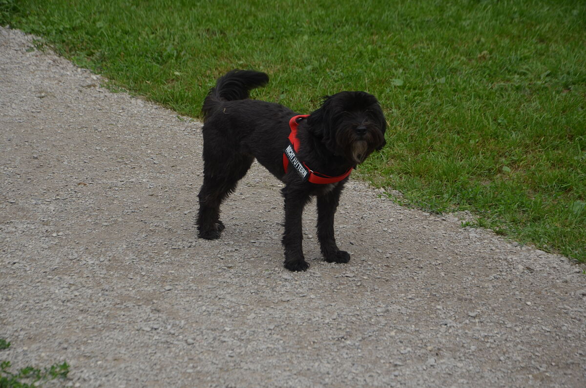 hundewiese-egerdach-13