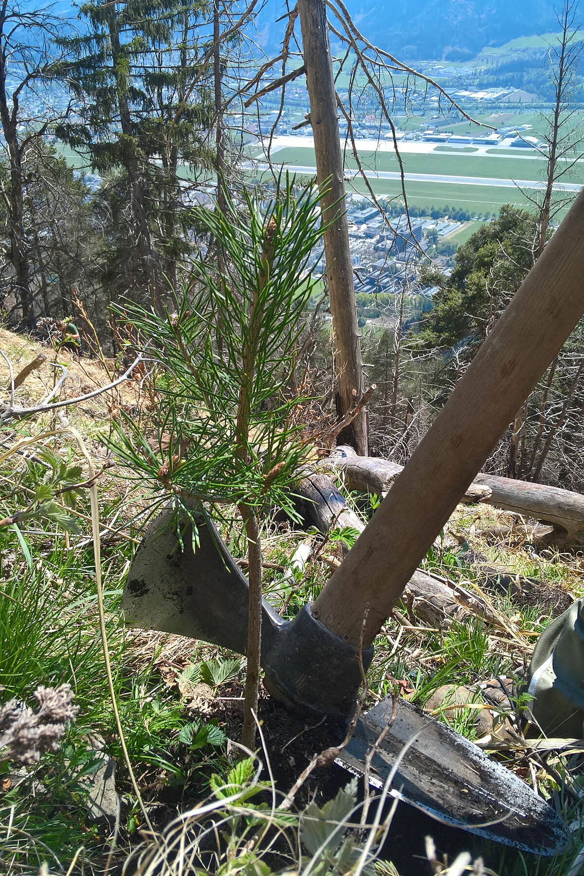 170511_aufforstung-sperber