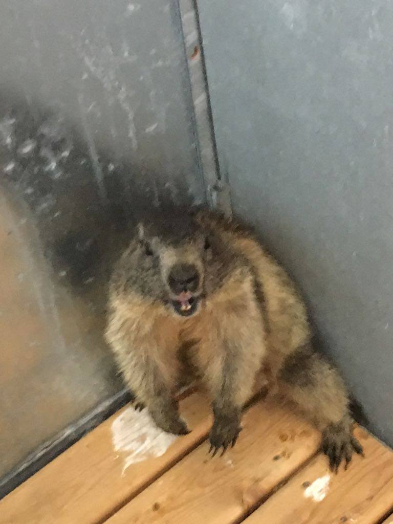 20747660_1593521690679577_497298180_o