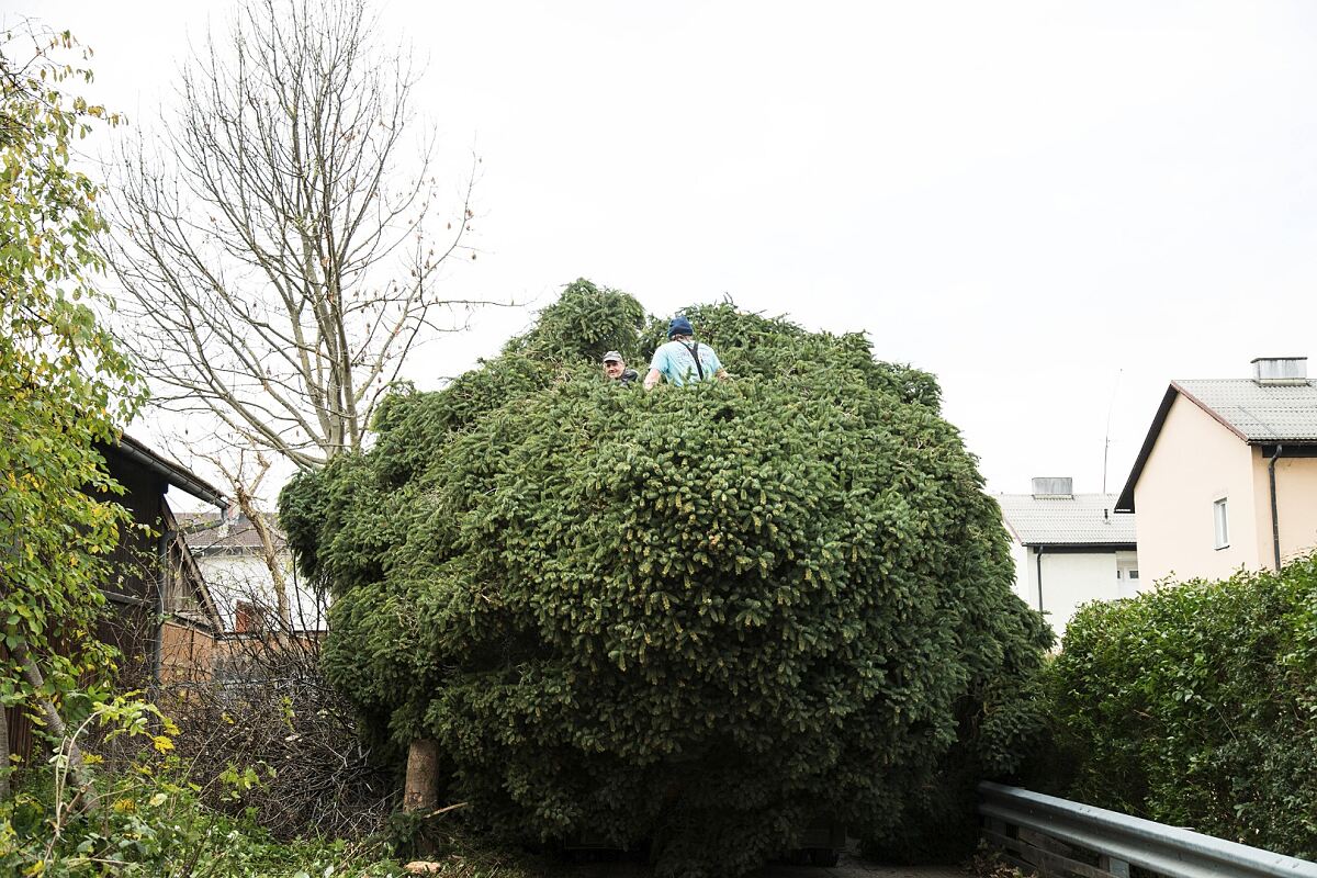 171104_christbaum_vl-7