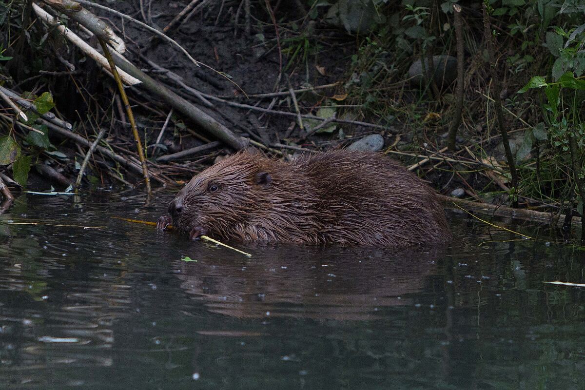 180219_biber_ibk_-monika-eder-trenkwalder