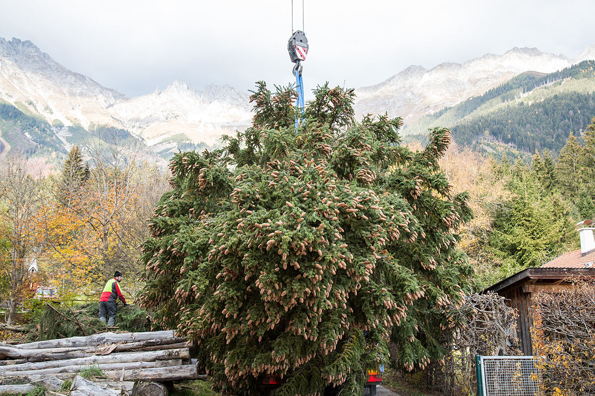 181105_christbaum-01_vlercher