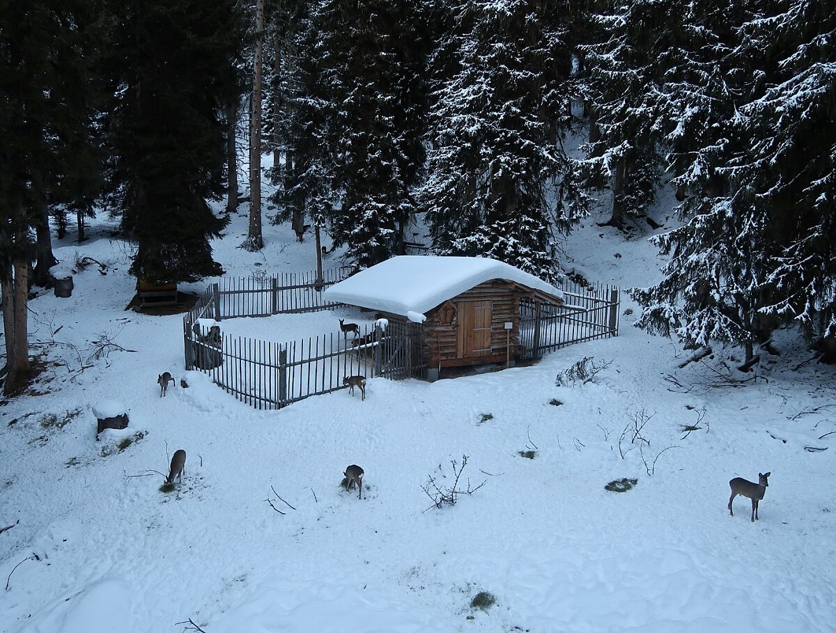 14_15_wildfuetterung_christian-messner