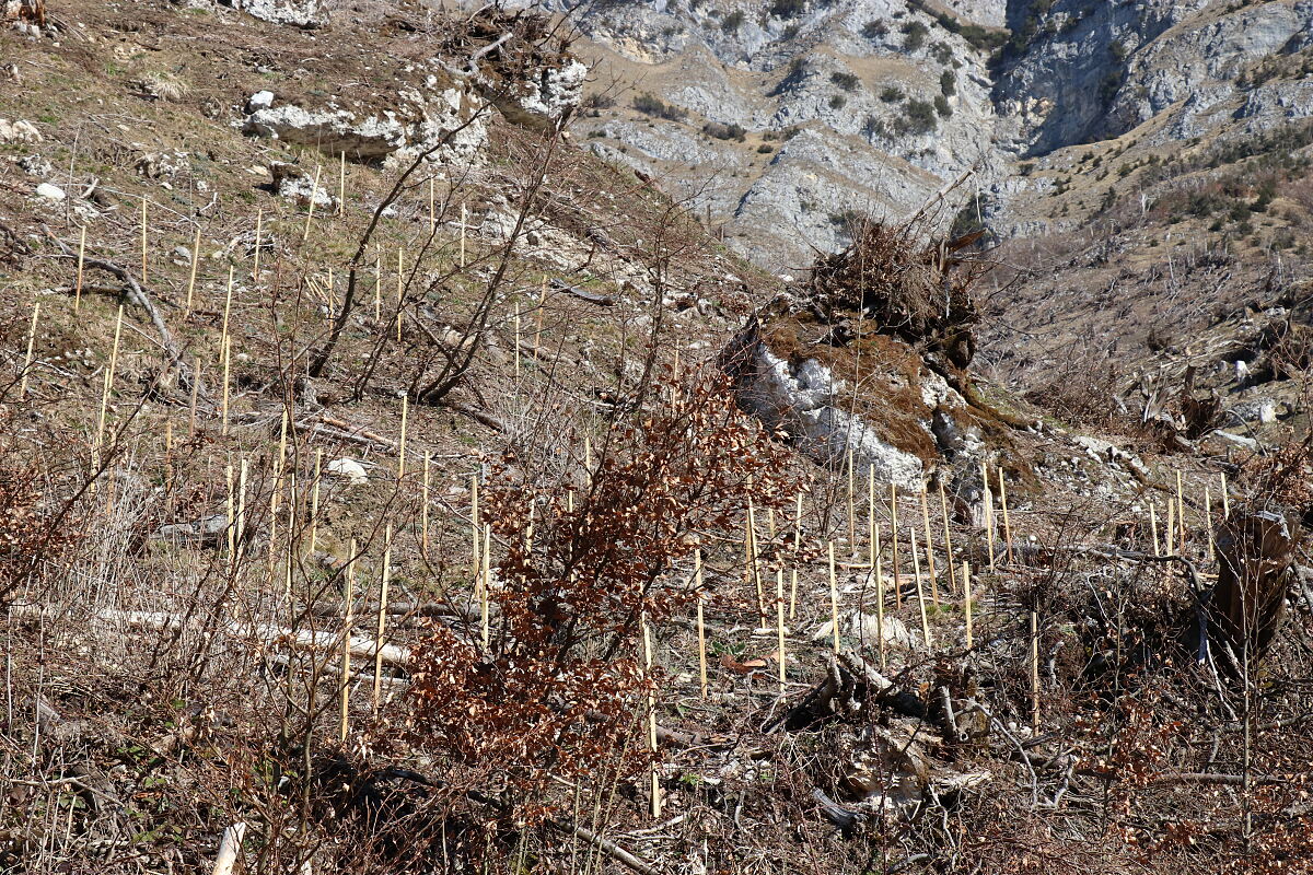 200402_aufforstung_arzler_alm4_wg