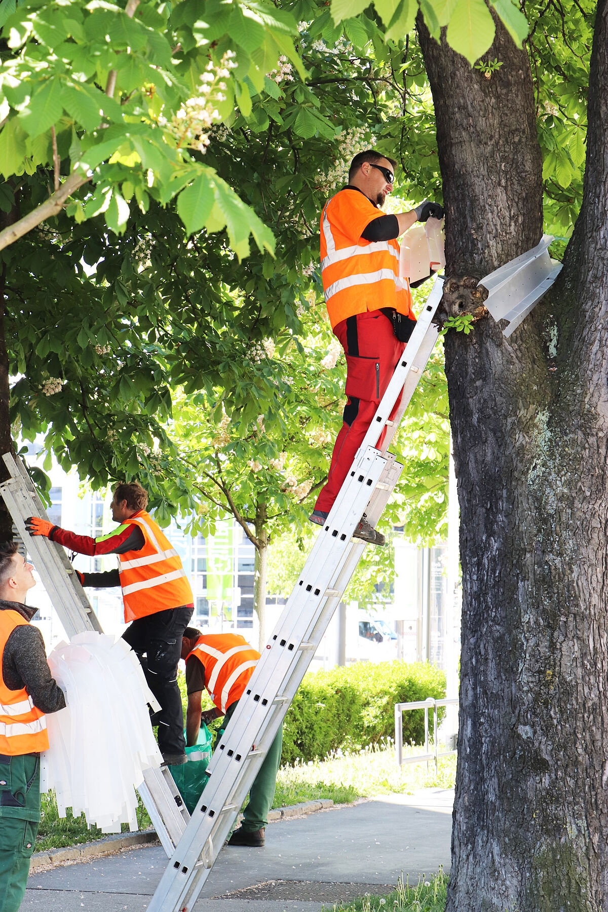 200508_baumpflege_mottenfalle_wg