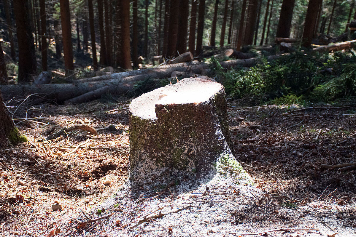 201112_sanierung_schutzwald_-1-_wg