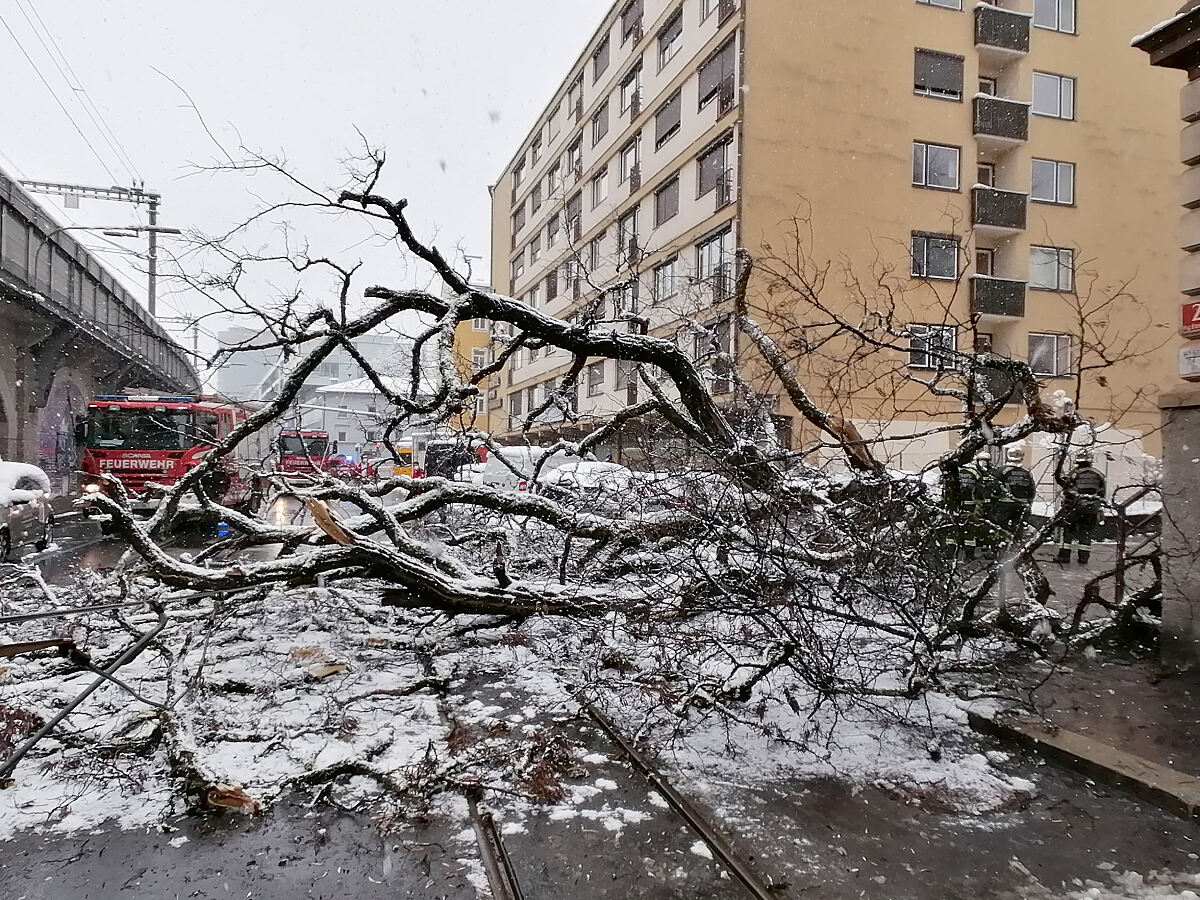 210322_baum_ingetzelstrasse