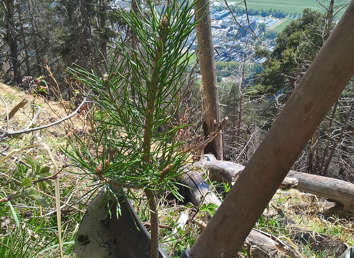 12_13_170511_aufforstung-sperber