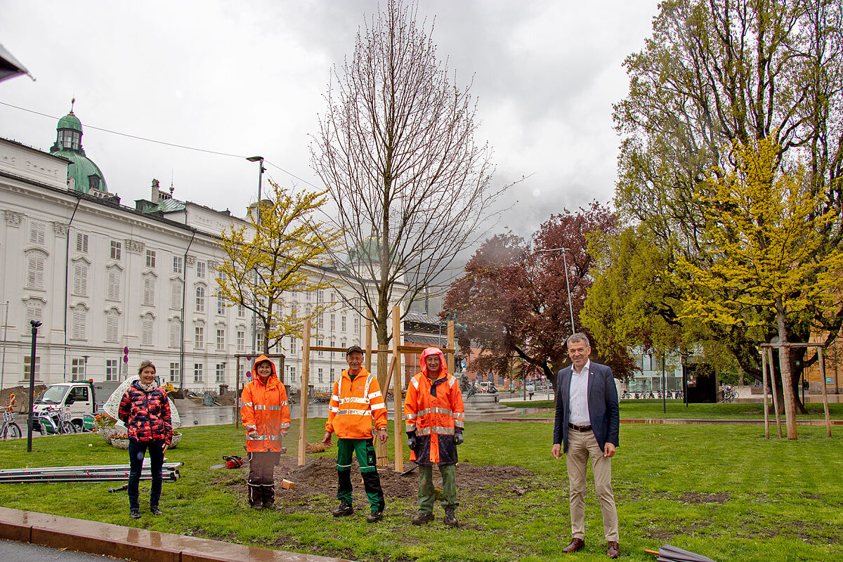 210505_baum_hdm_gruppe