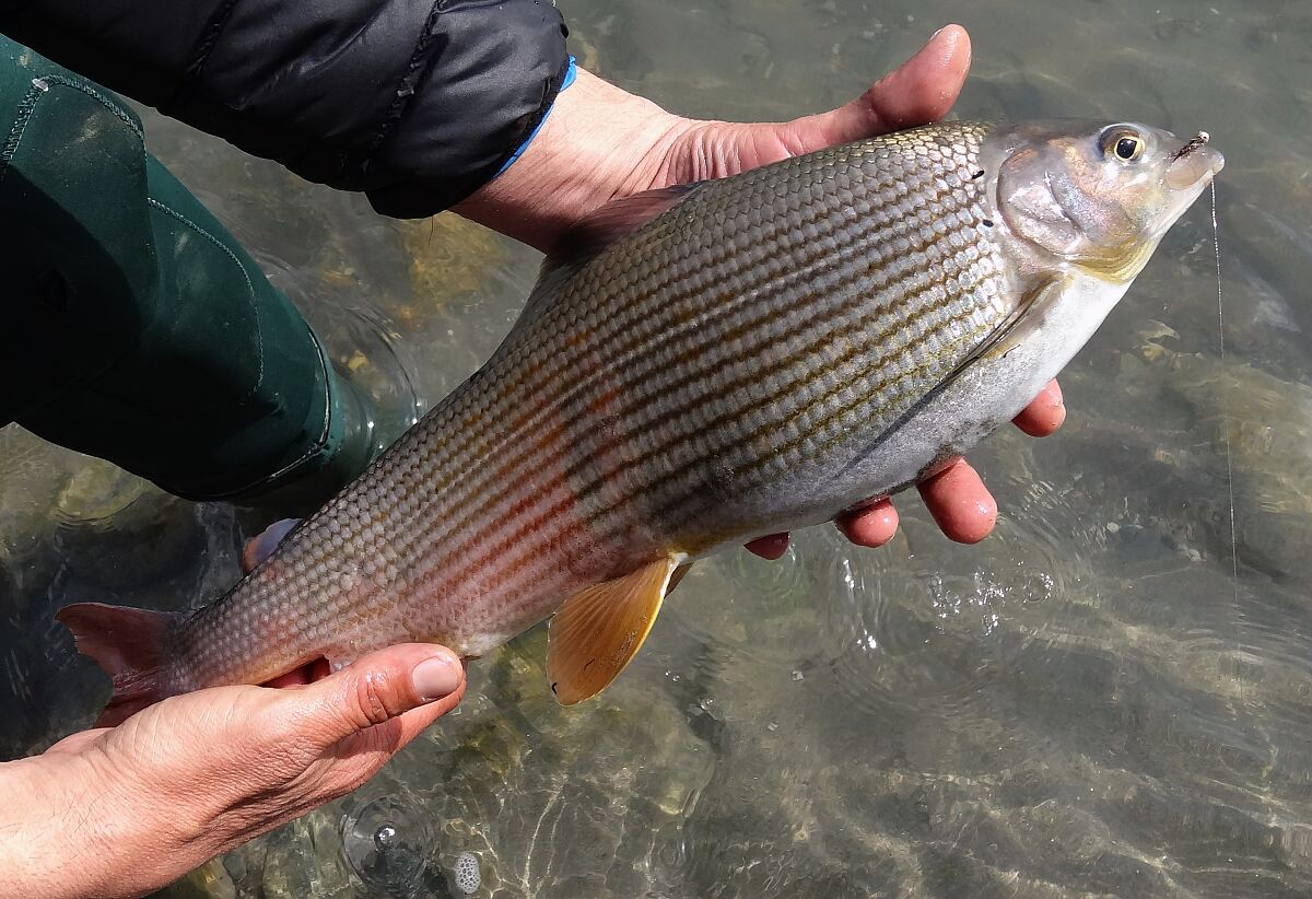 12_13_aesche_-c-fischereigesellschaft-innsbruck