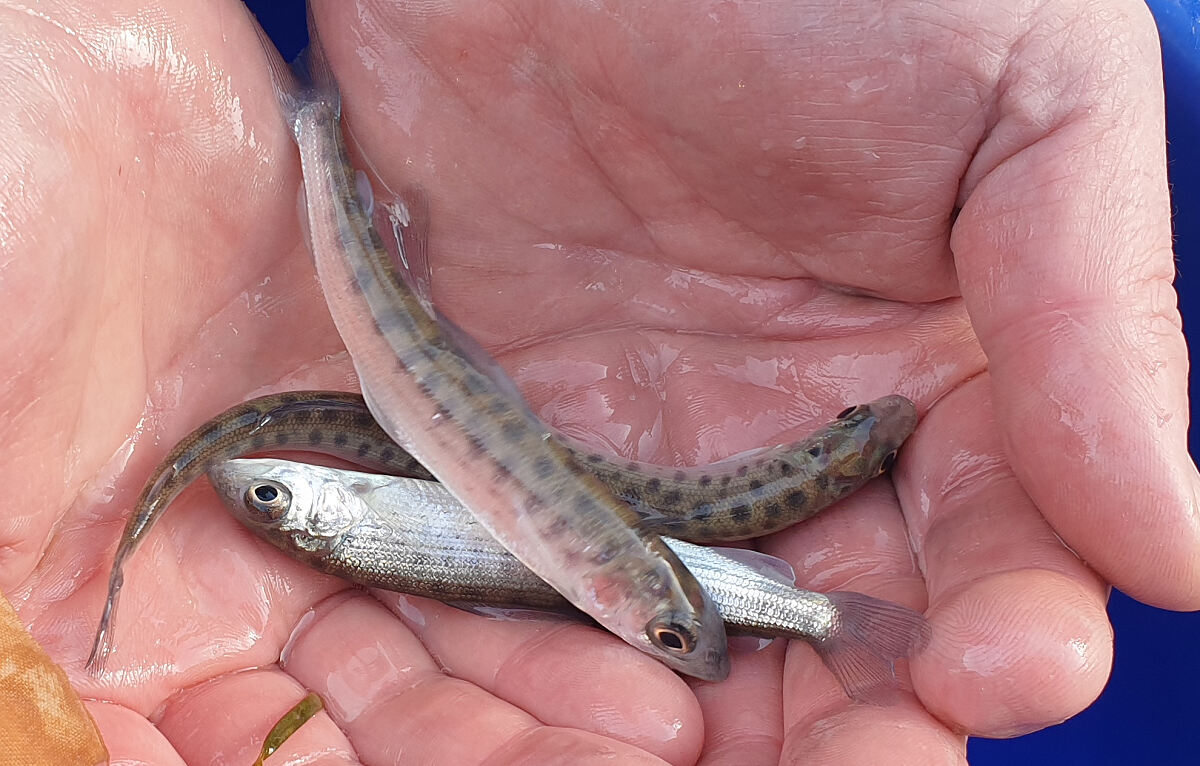 12_13_besatzaesche_-c-fischereigesellschaft-innsbruck