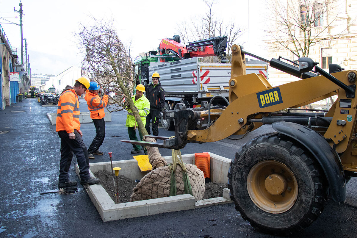 211209_boegen_baumpflanzung_neu_-c-wg