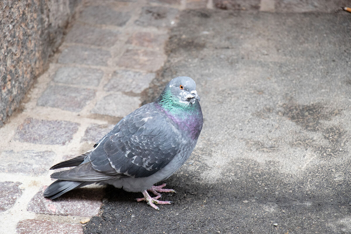 220204_taube_altstadt_1-c-wg