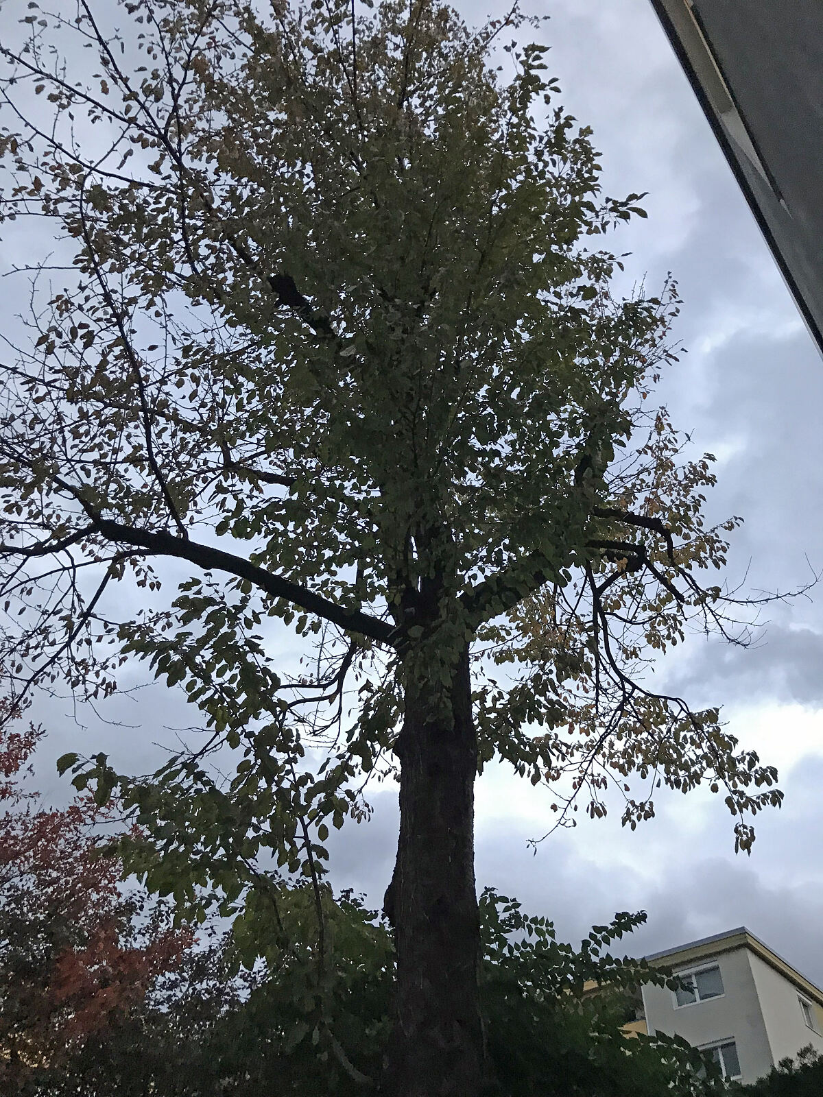 220221_kg_in_der_au_vogelkirsche-iig