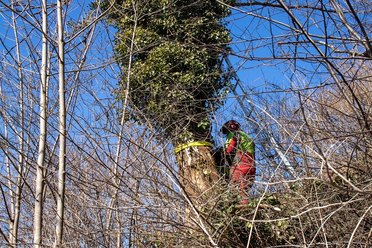 220303_eschen_begutachtung2-ad