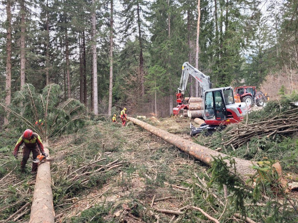 12_13_aufforstung-stadt-innsbruck