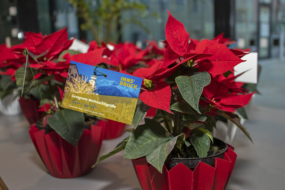 201214_weinachtssterne_isd_1_mf