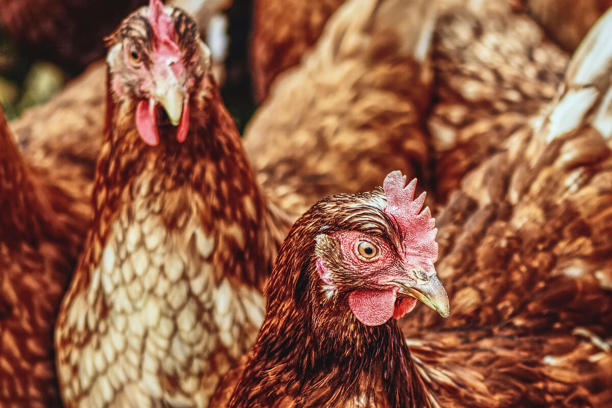 230125_vogelgrippe_praevention_pexels