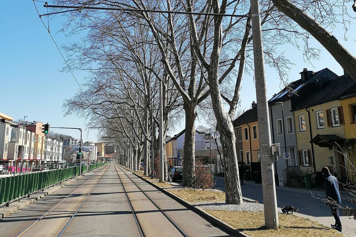 230130_baumschnitt_flughafen_kranebitter_allee_-_stadt_innsbruck_gruenanlagenamt