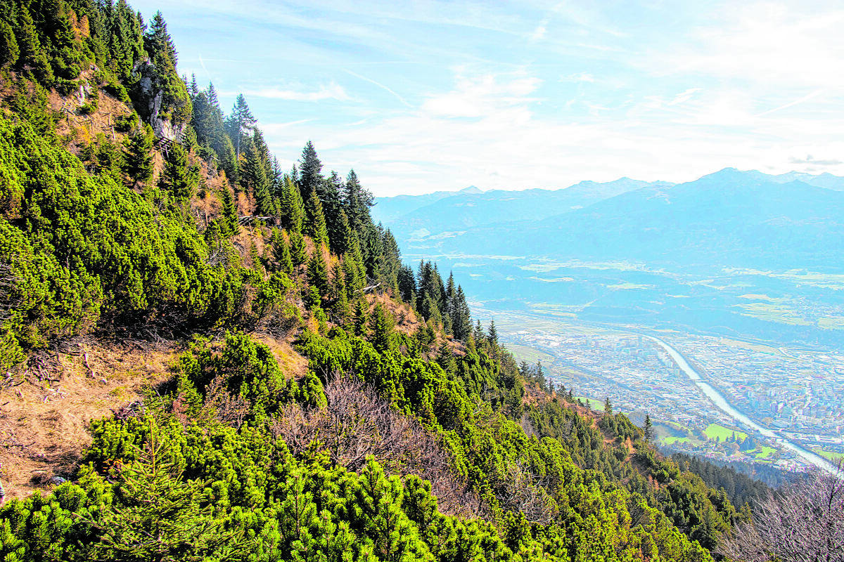 12_13_klimafit_in_die_waldzukunft_header_mf