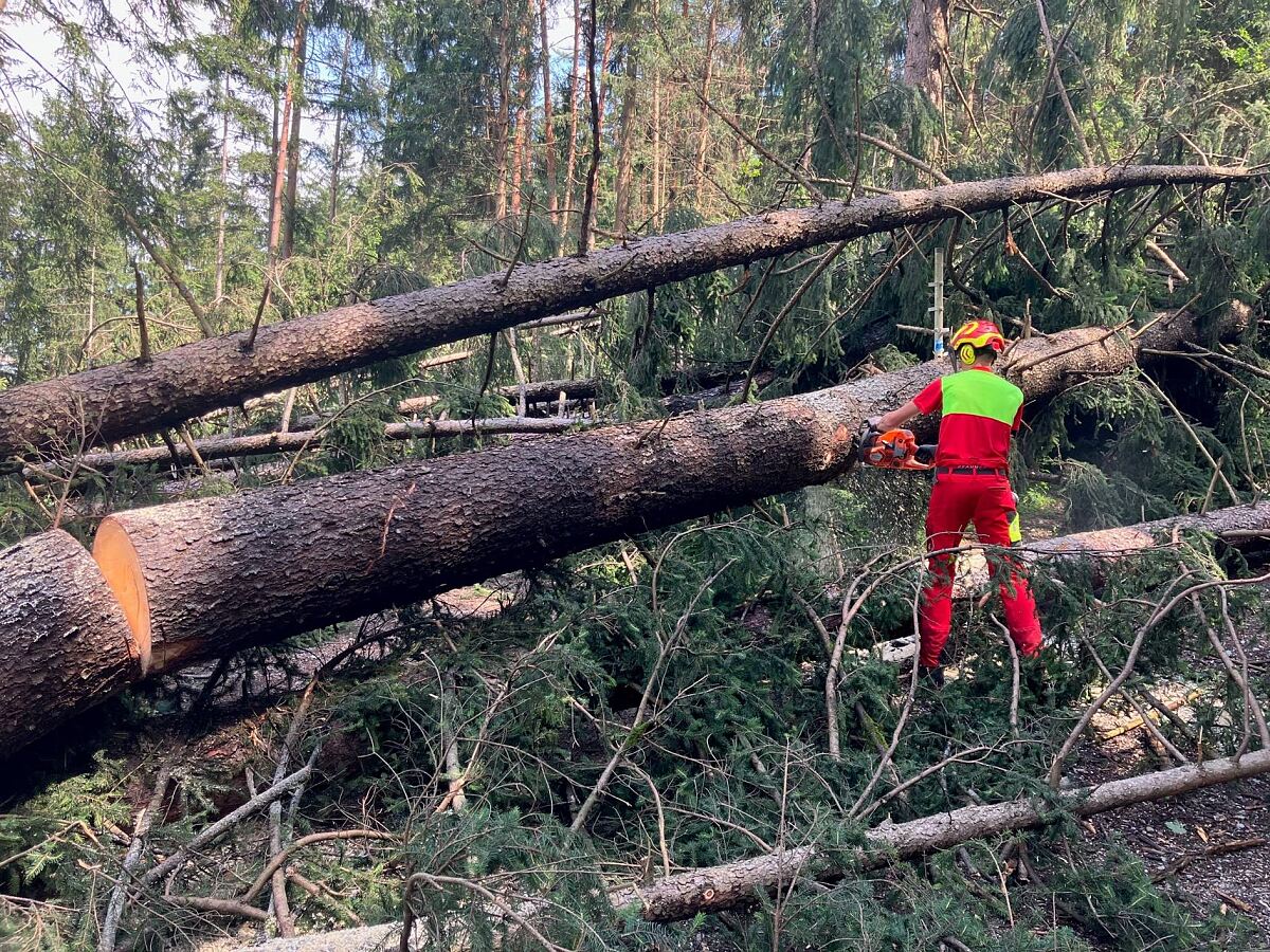 230810_schadholz_abtransport_wald1