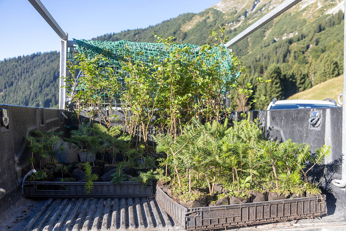 230925_bergwaldprojekt_2023_hoettinger_alm_1_mf