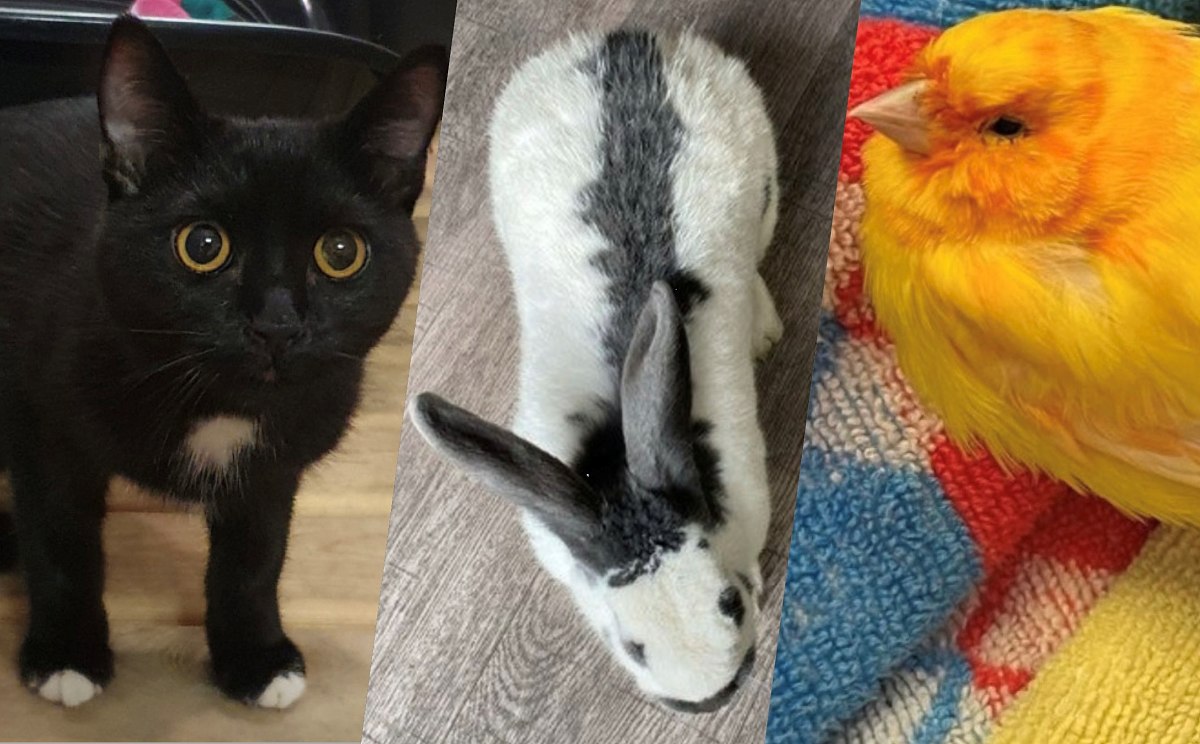 240208_tiere_wasenmeisterei_1