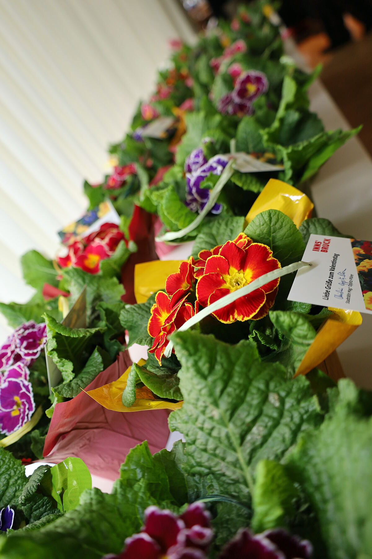 240212_primeln_igls2_md