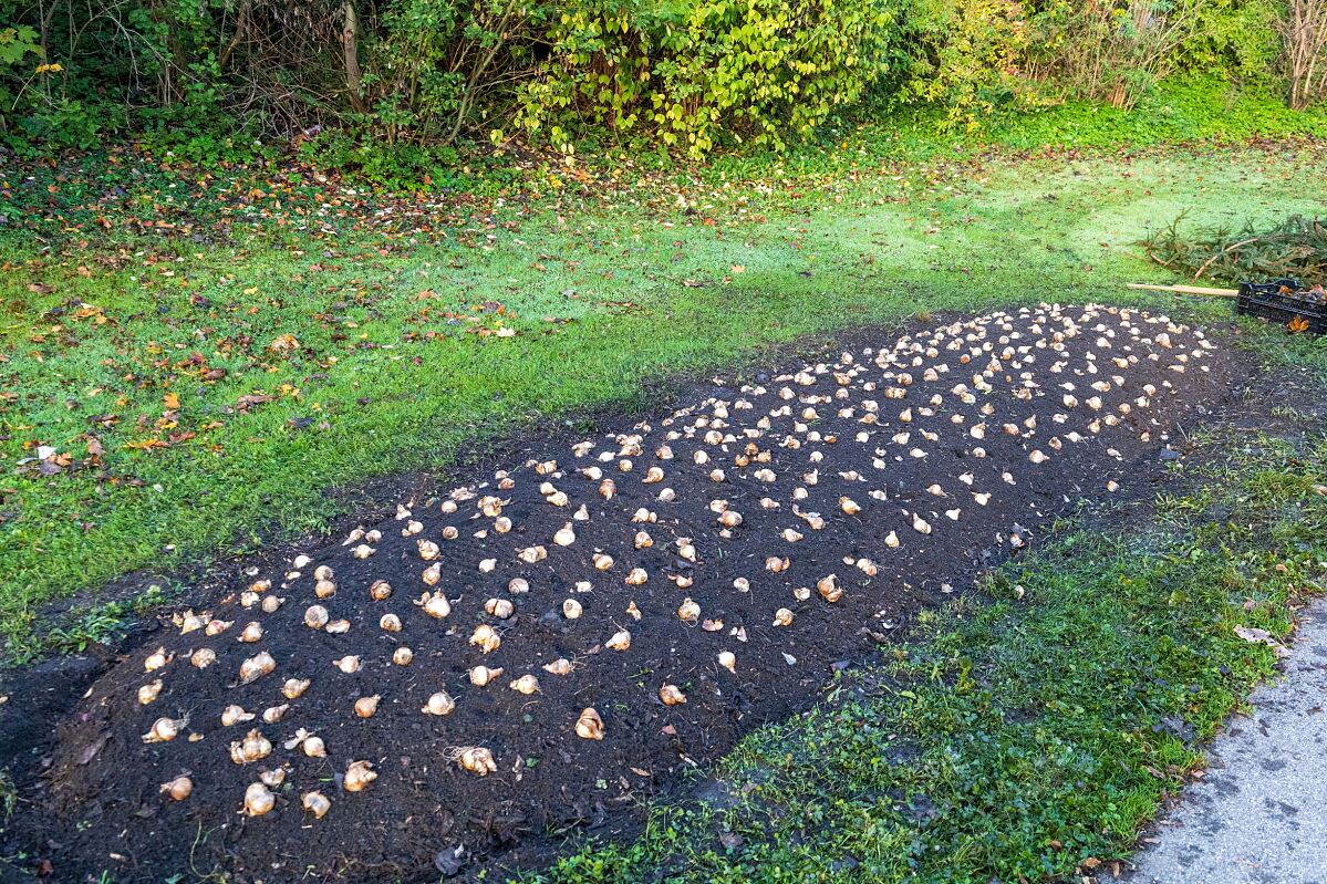 241025_blumenzwiebeln_reichenau_2_fb