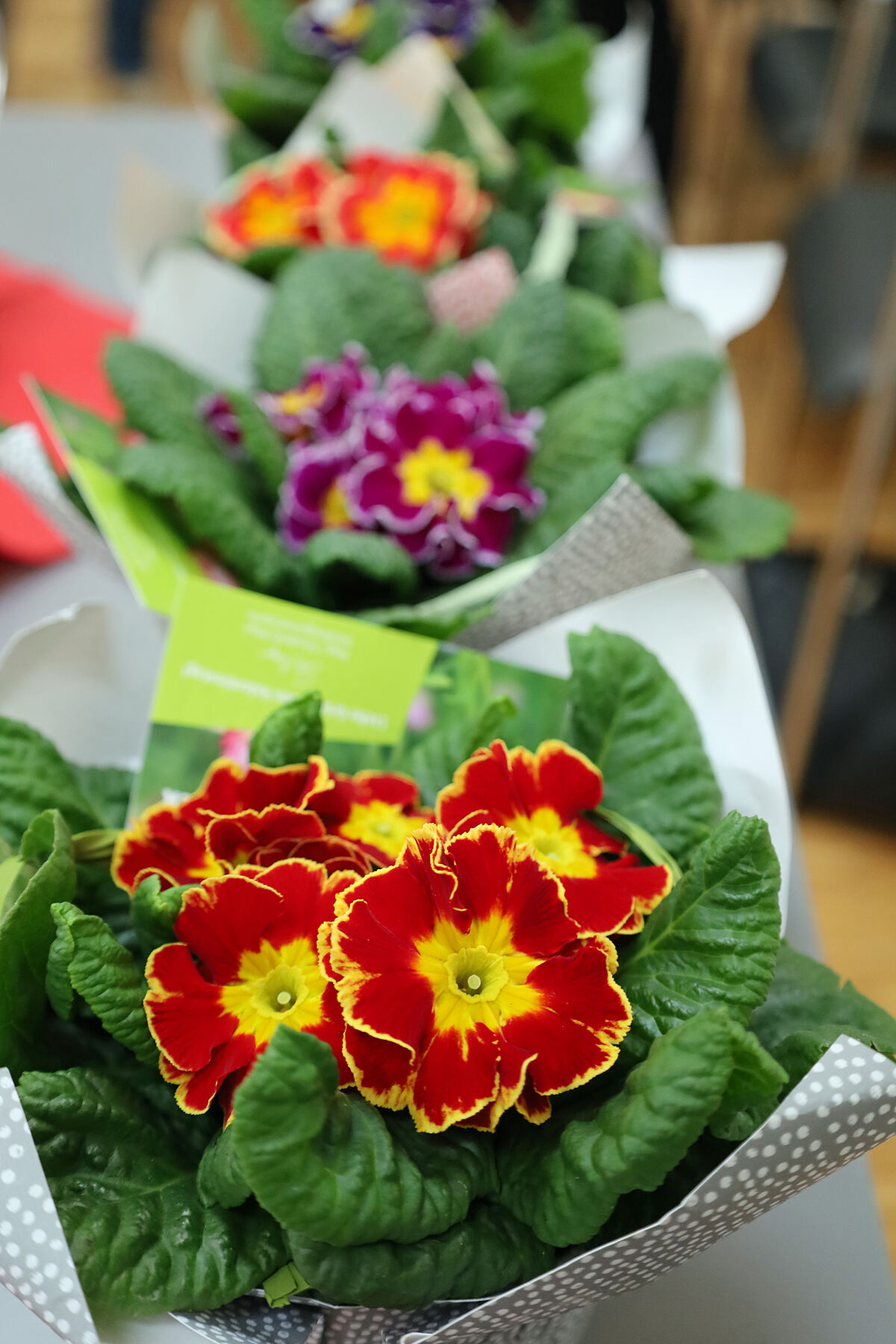 250212_valentin_liebeneggstrasse1_md