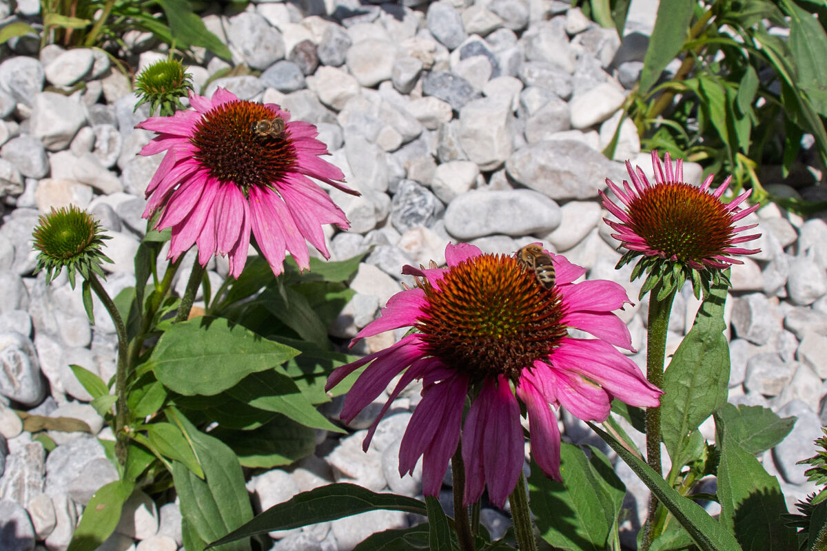 250702_grueninsel_pradl_3_dj