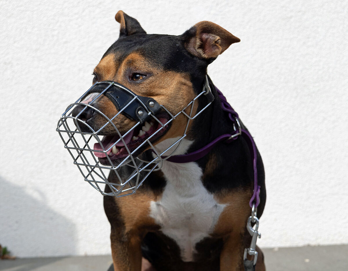 250826_maulschlaufenverbot5_nk_lt