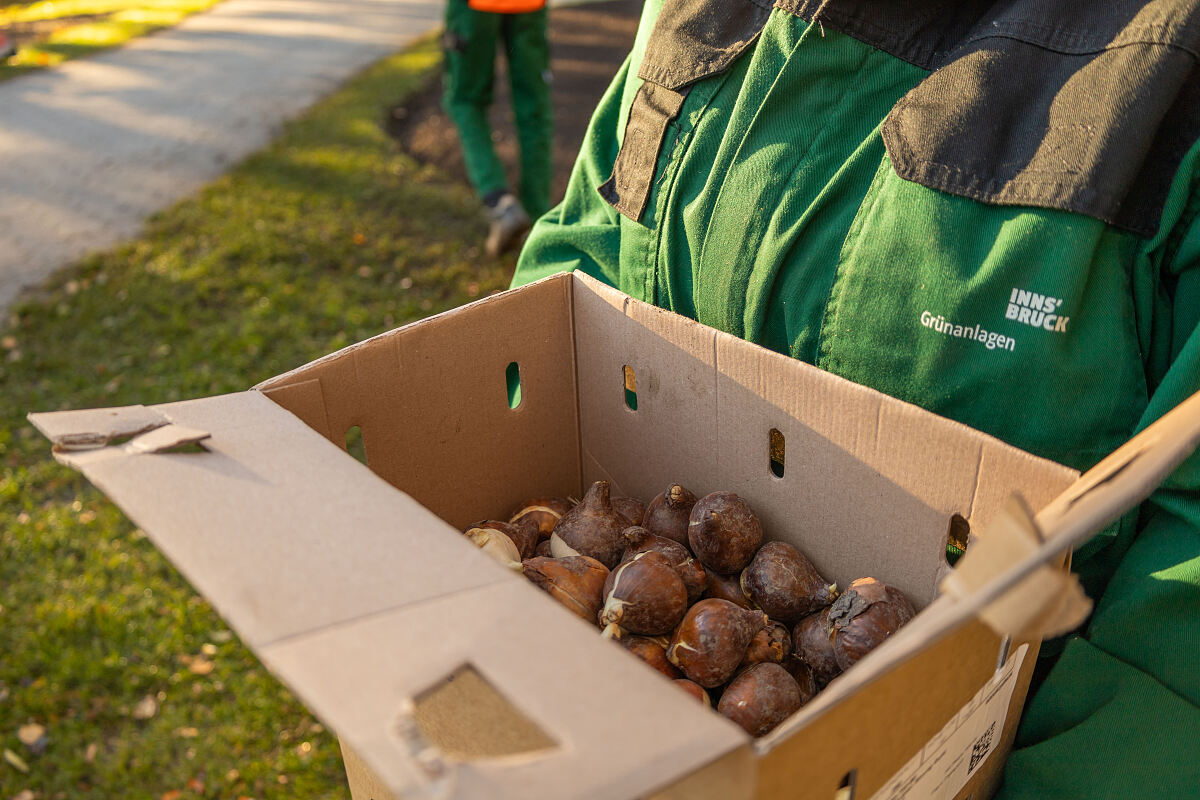 251104_tulpenzwiebel_gruenanlagen_rapoldipark_6_mf