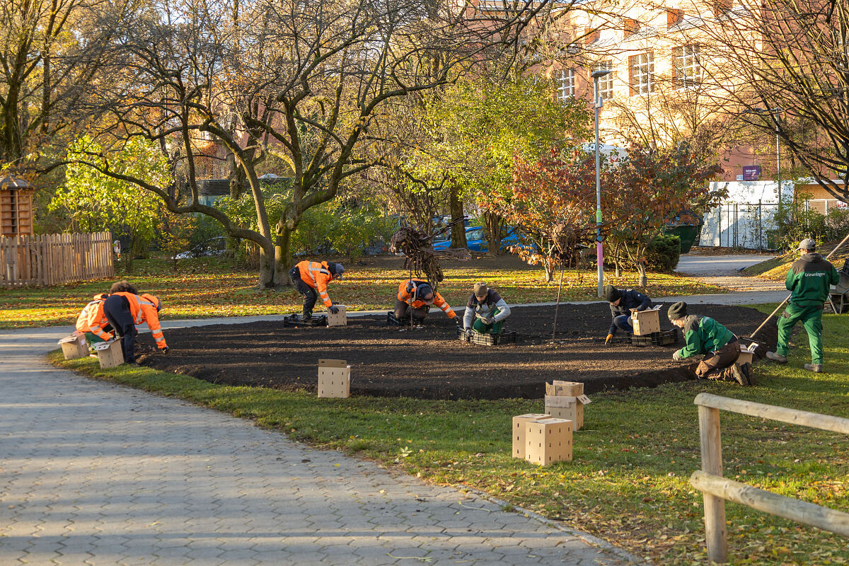 251104_tulpenzwiebel_gruenanlagen_rapoldipark_9_mf