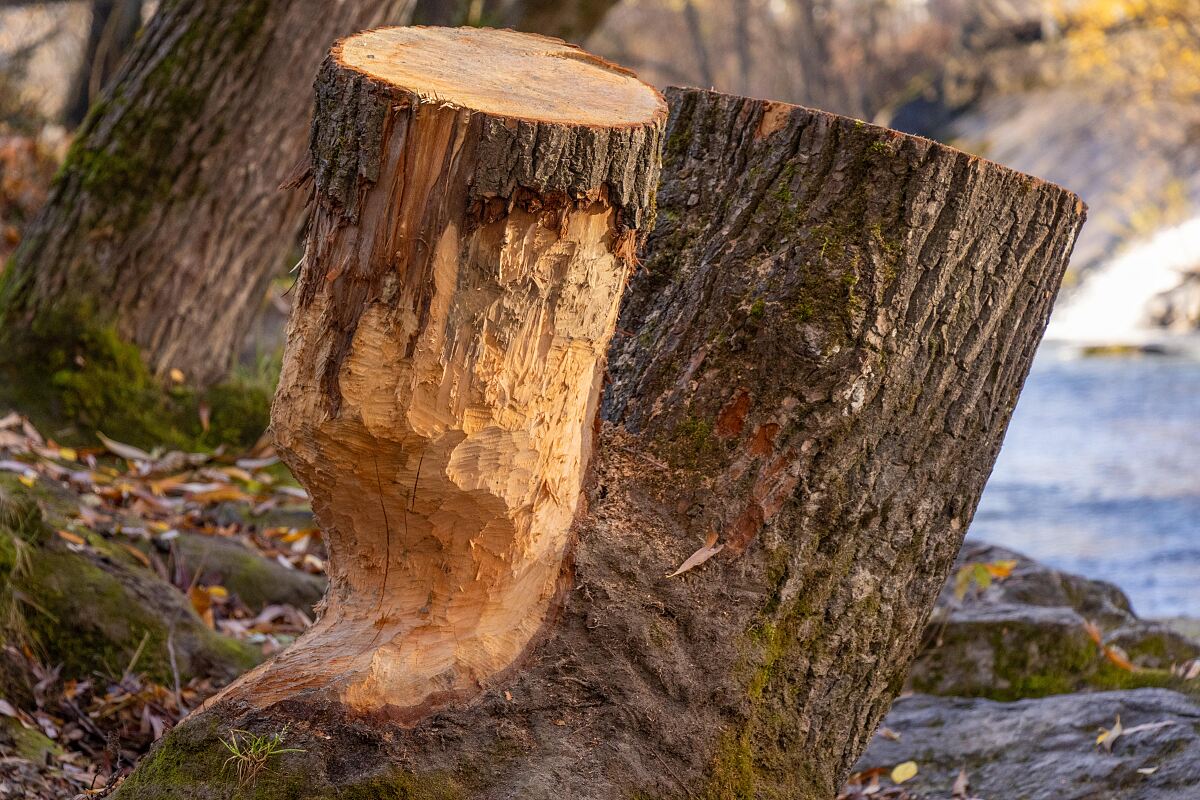 251110_biberaktionstag_schulklasse_mf