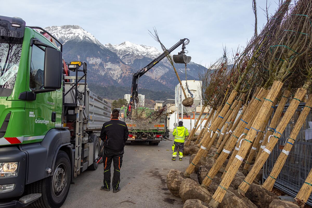 251119_baumlieferungen_gruenanlagen_mf