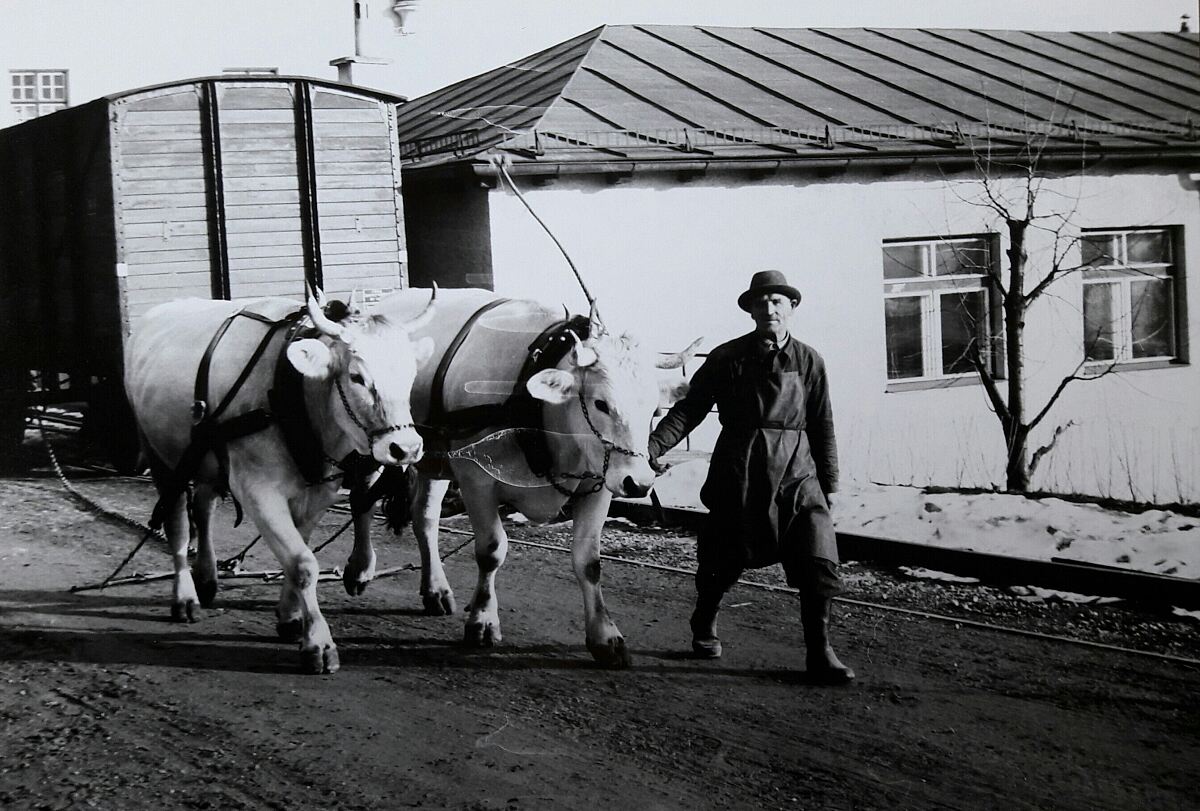 58_59_ochsen_ca1950_-rauchmu-êhle