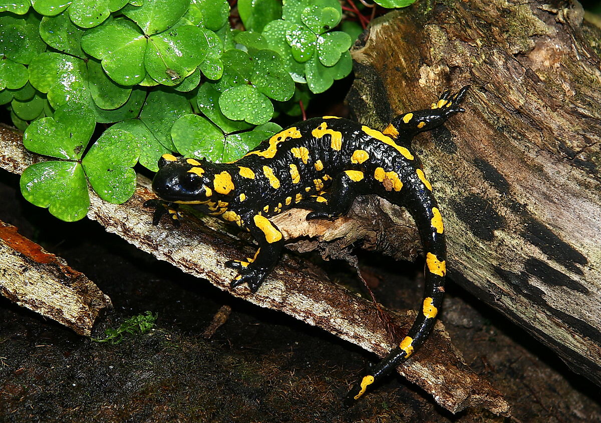 feuersalamanderalpenzoo