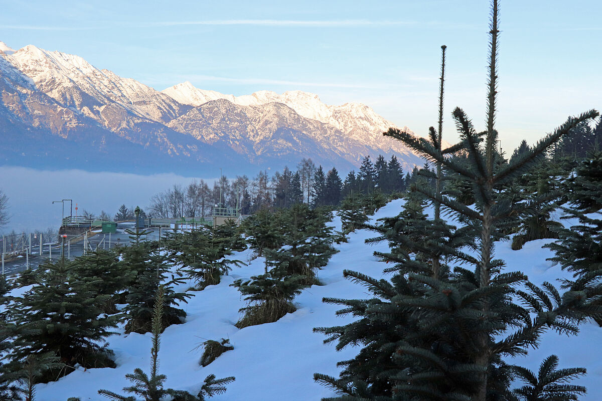 251211_christbaeume_lemmenhof_md